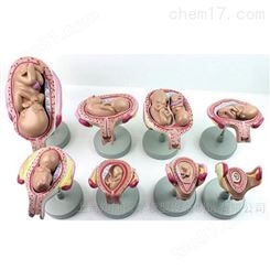 胎儿妊娠发育过程解剖模型-胎儿发育模型-胎儿妊娠过程模型
