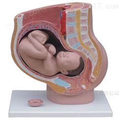 女性妊娠矢状解剖模型-妊娠矢状结构模型-女性妊娠解剖模型