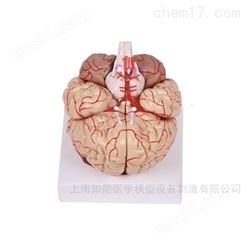 脑结构模型-大脑附脑动脉脑神经解剖模型-大脑解剖模型