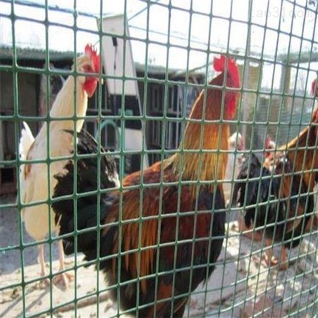 厂家直供 现货养鸡水产铁丝养殖荷兰网 可定做安全防护 圈地养殖网